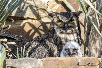 Athena Great Horned Owl 2025